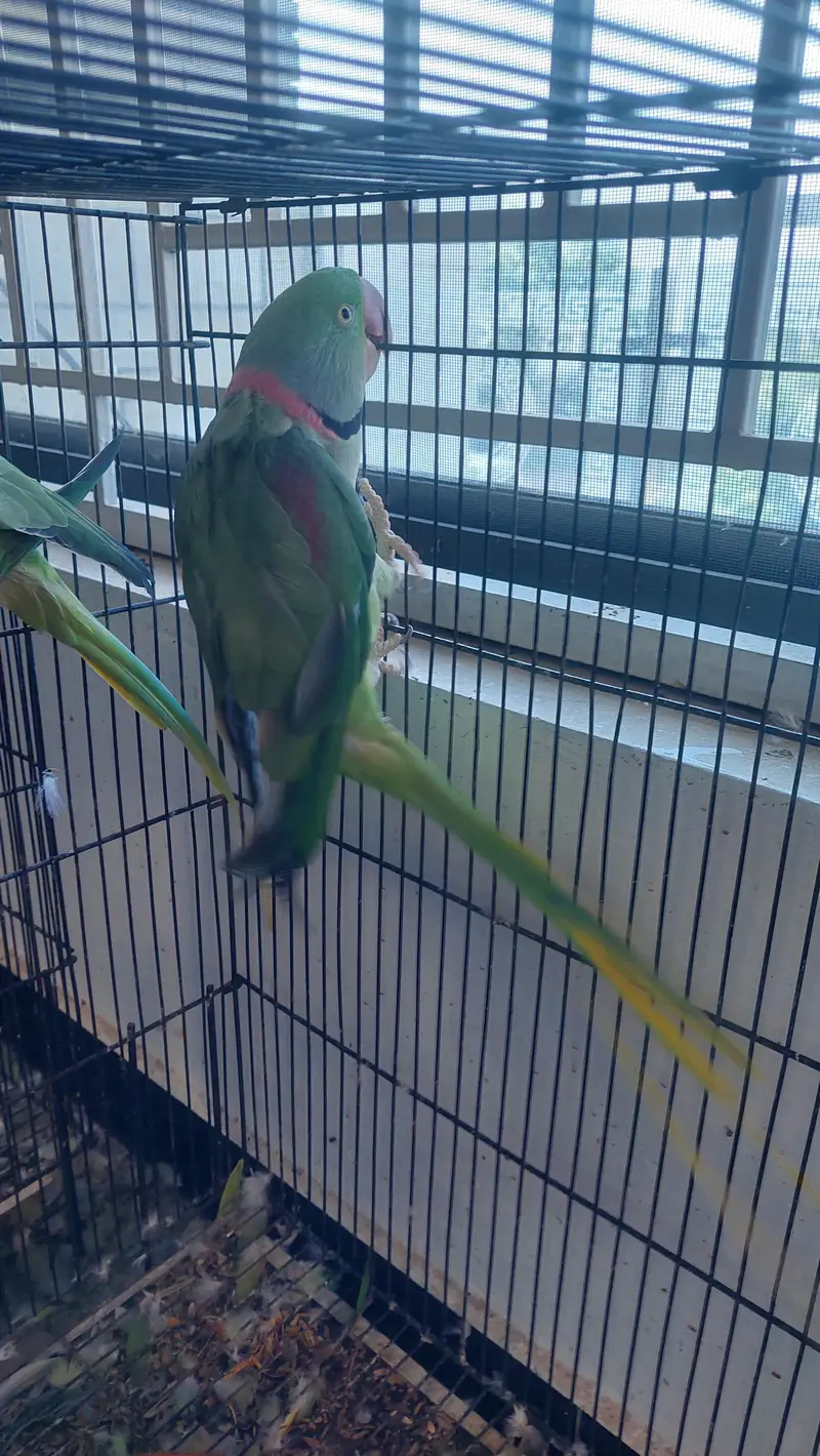 selling kashmiri parrot — photo 3