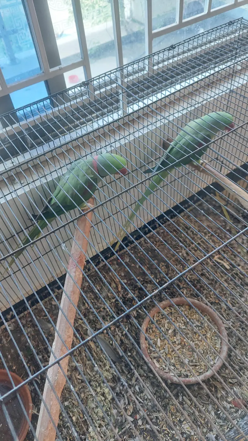 selling kashmiri parrot — photo 4
