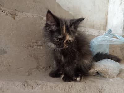 kitten for sale