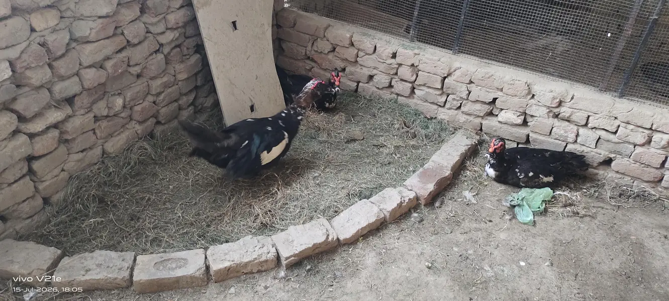 White Goose — photo 8