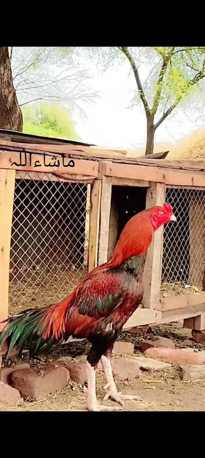 Pure LAL Aseel Murgha | Healthy & Strong | Breeder