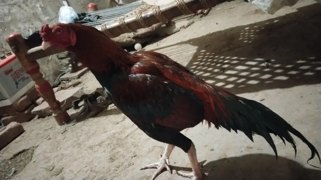 Pure LAL Aseel Murgha | Healthy & Strong | Breeder — photo 2