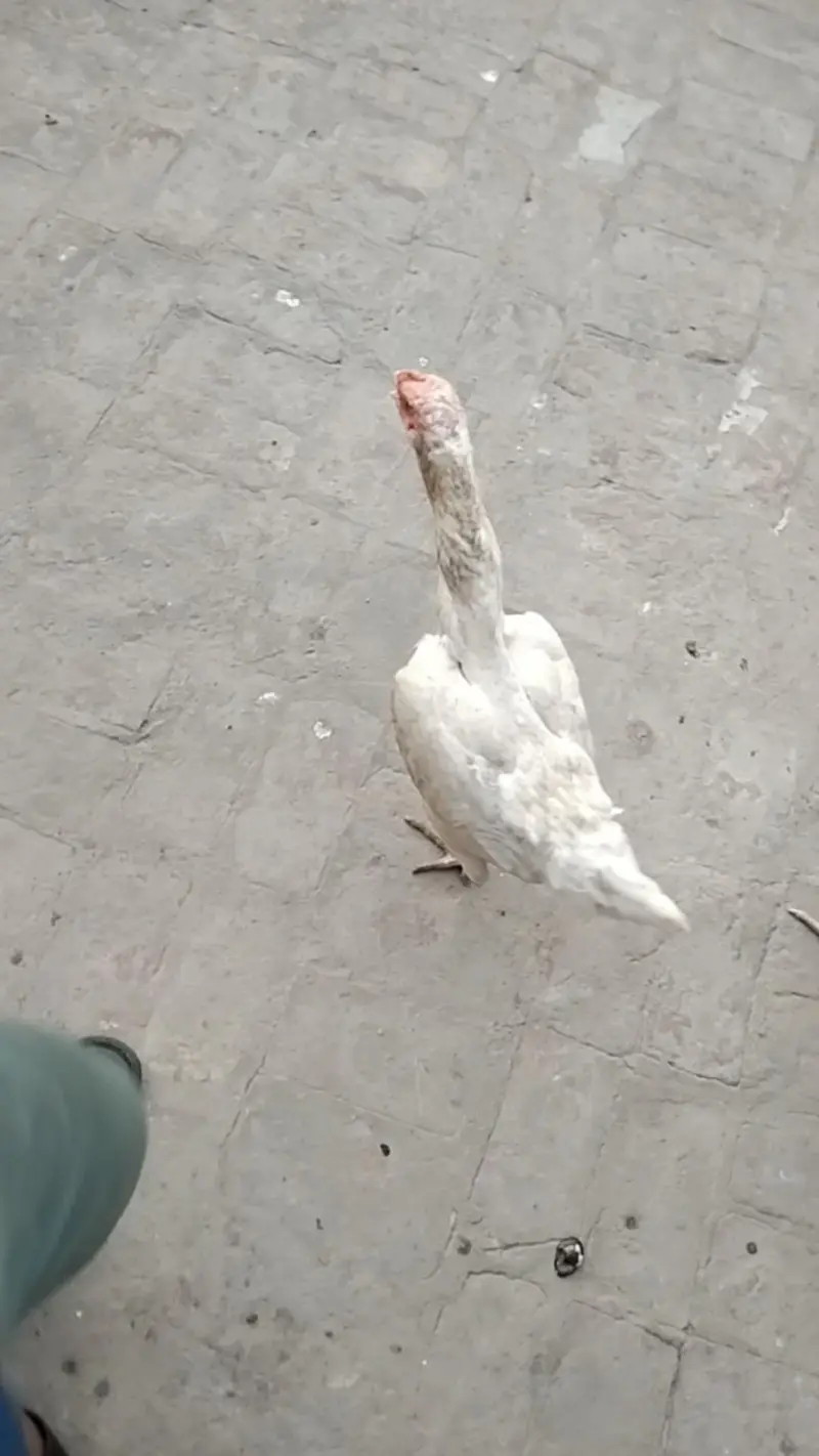 Paper White Shamo female — photo 2