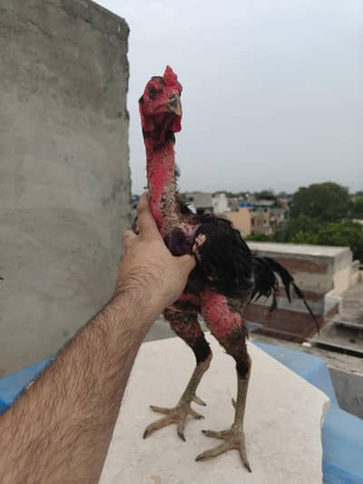 Thai pokoya chicks available