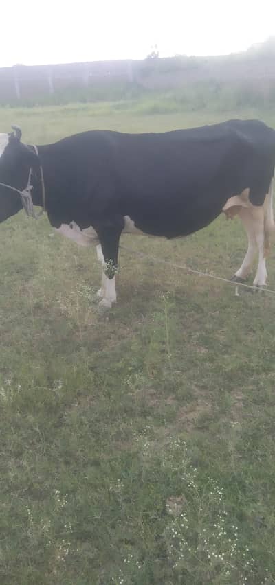 cow for sale