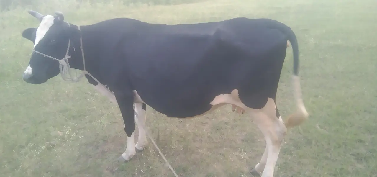 cow for sale — photo 2
