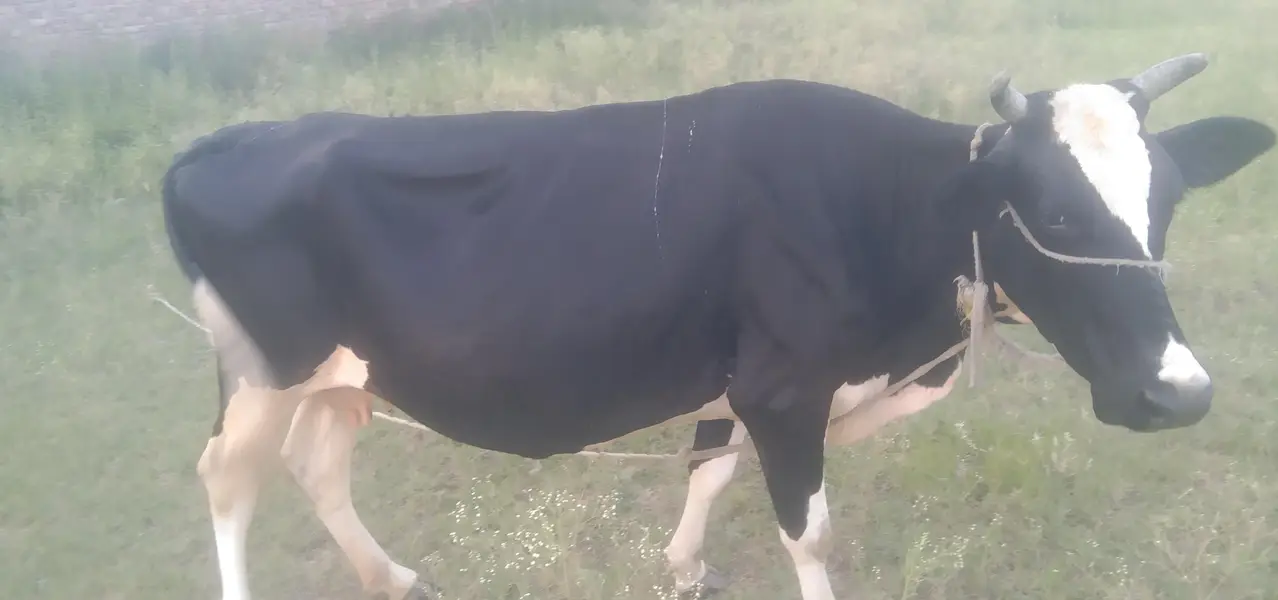 cow for sale — photo 3
