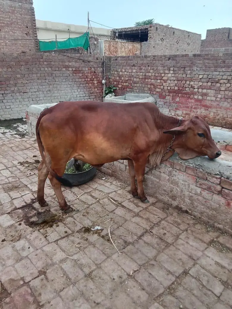 bohat achi nasal hy — photo 2