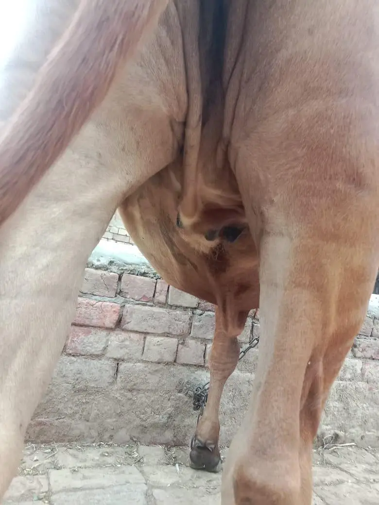 bohat achi nasal hy — photo 3