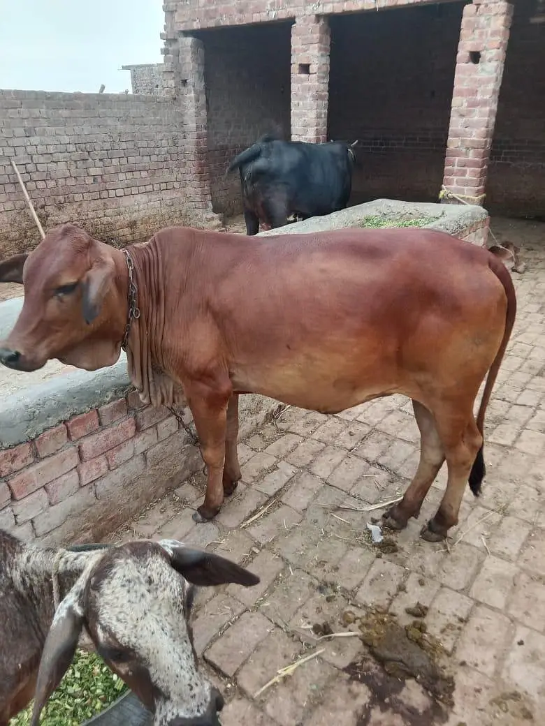 bohat achi nasal hy — photo 4