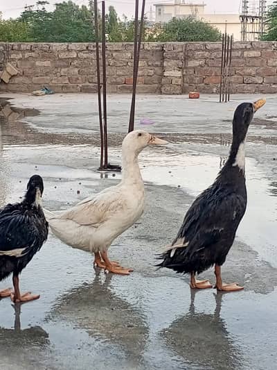 Ducks for sale