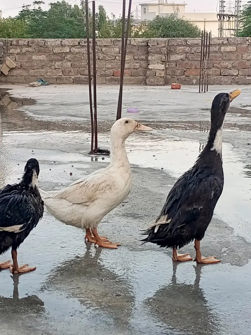 Ducks for sale