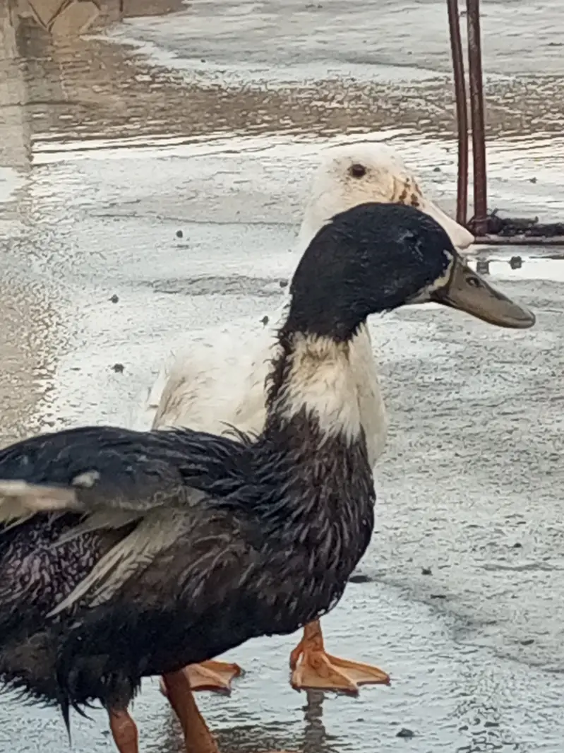 Ducks for sale — photo 2
