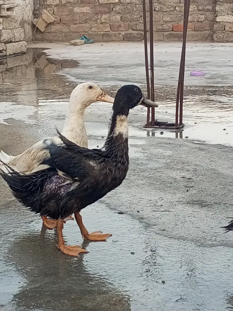 Ducks for sale — photo 3