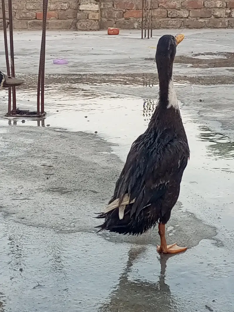 Ducks for sale — photo 4