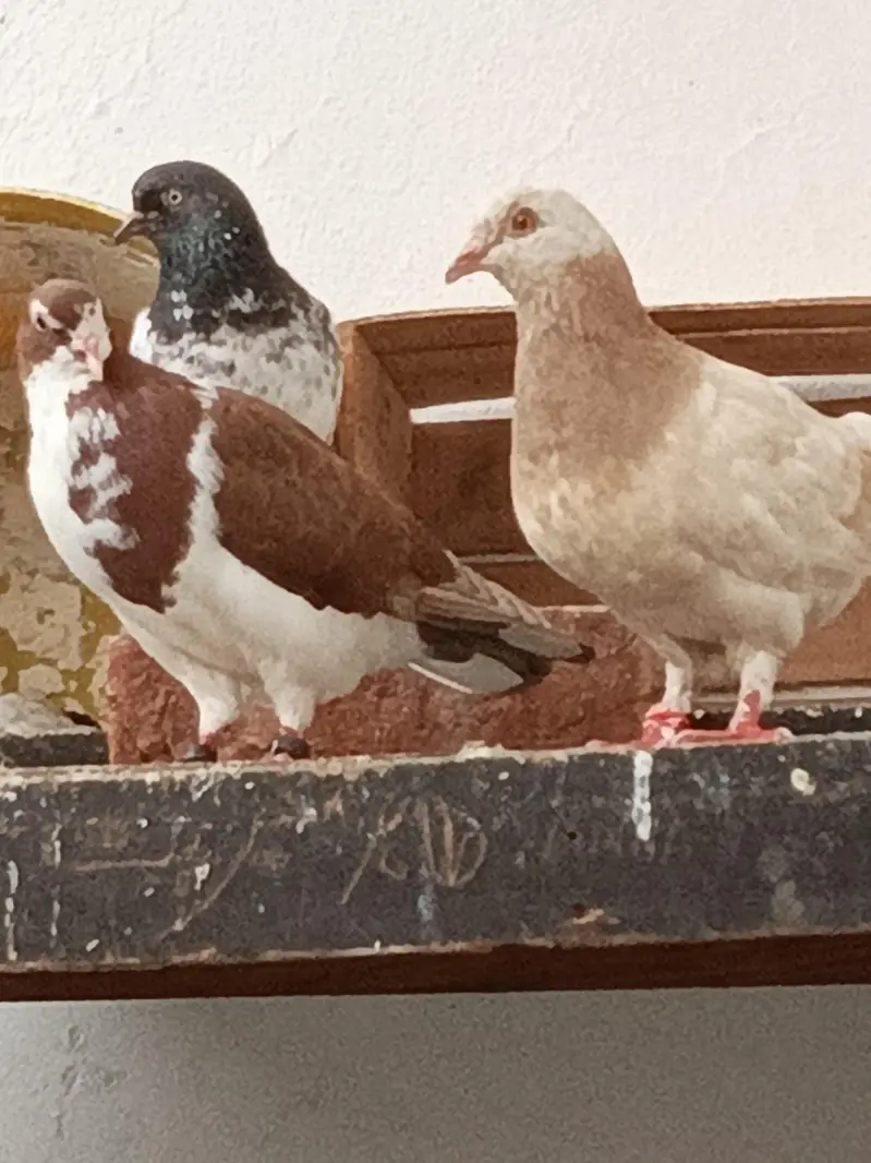 ferozpuri teedy kabootar — photo 2