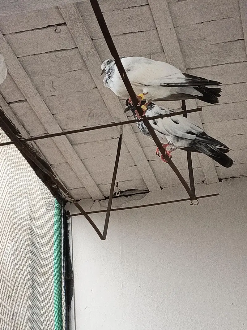 ferozpuri teedy kabootar — photo 3