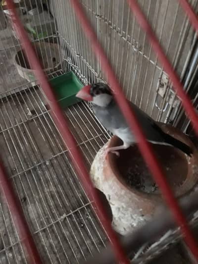 finch bird.