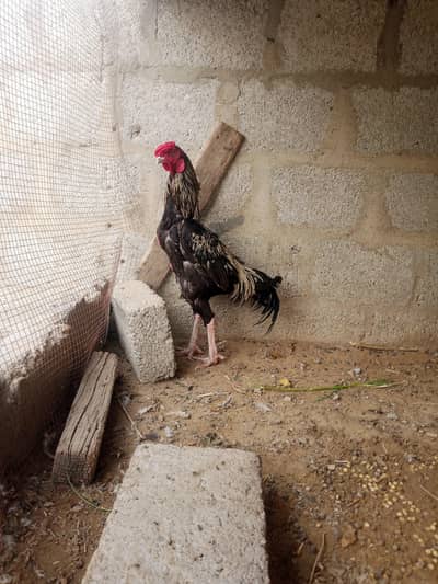 Aseel java cock urgent sale