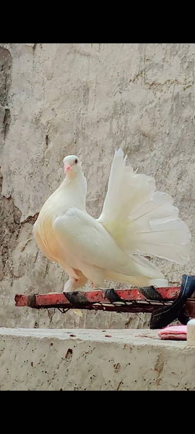 American Lakky English fantail porter gubare waly sherazi fancy lakky