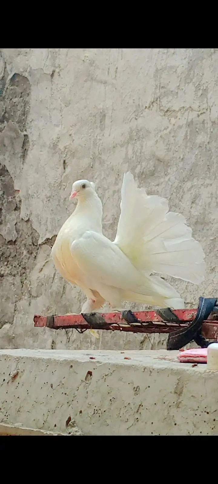 American Lakky English fantail porter gubare waly sherazi fancy lakky — photo 2