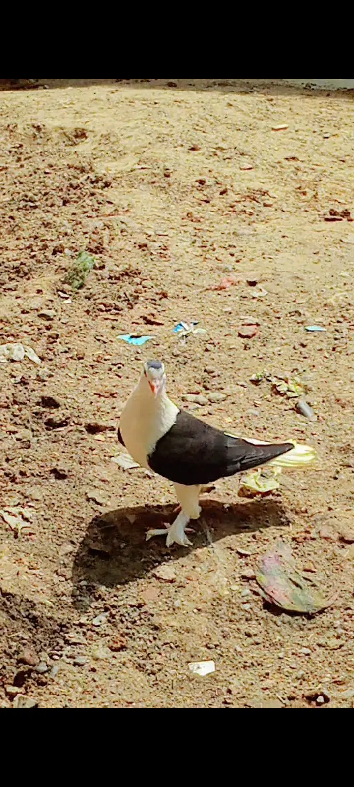 American Lakky English fantail porter gubare waly sherazi fancy lakky — photo 4