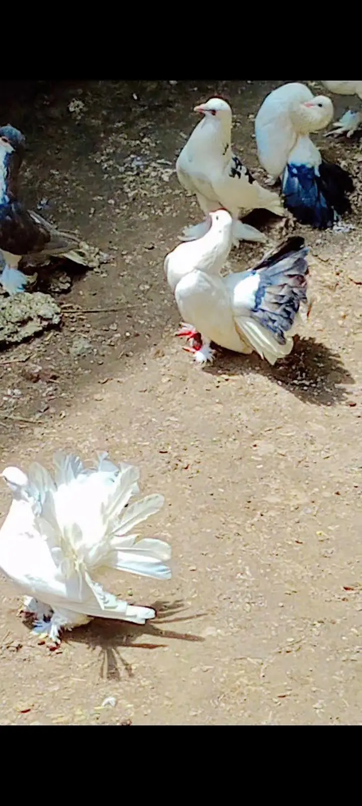American Lakky English fantail porter gubare waly sherazi fancy lakky — photo 6