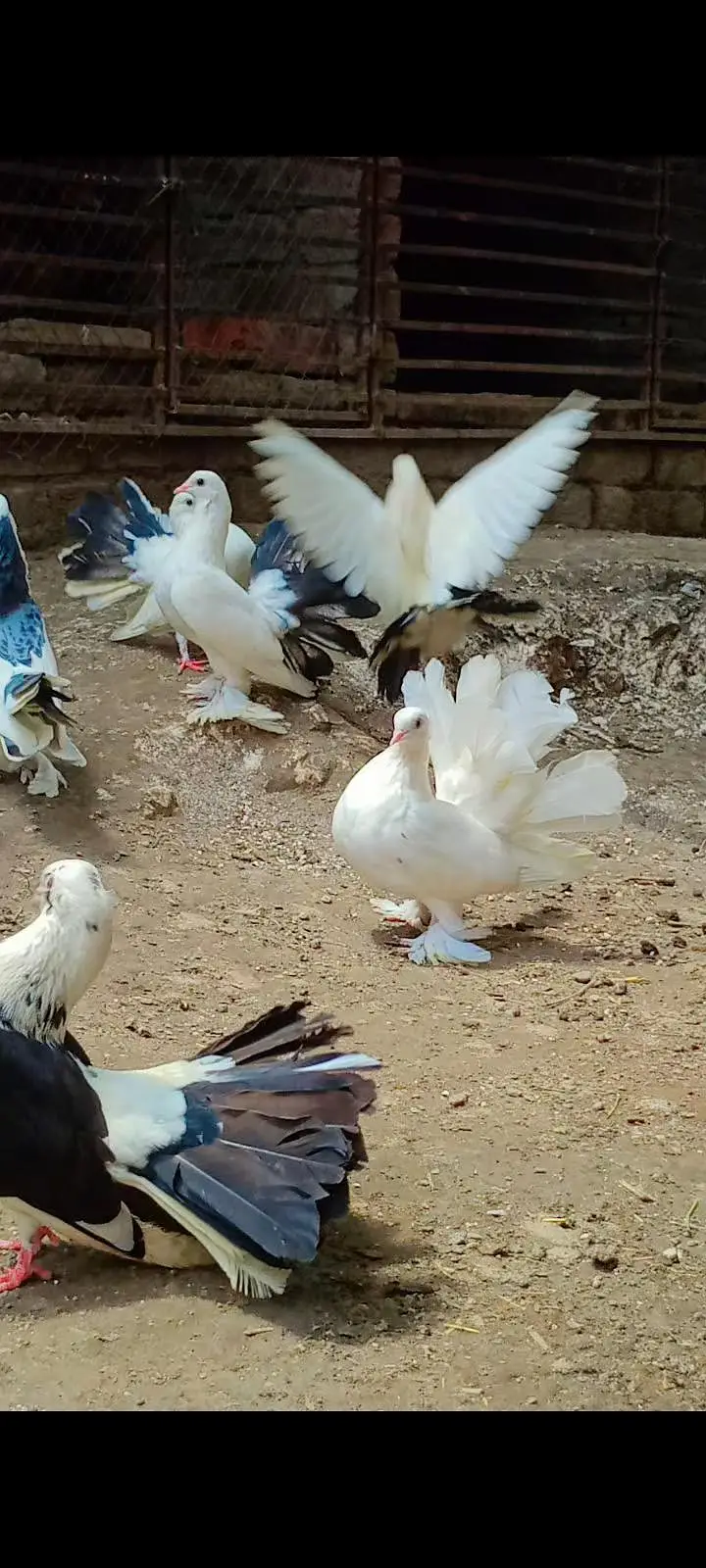 American Lakky English fantail porter gubare waly sherazi fancy lakky — photo 8