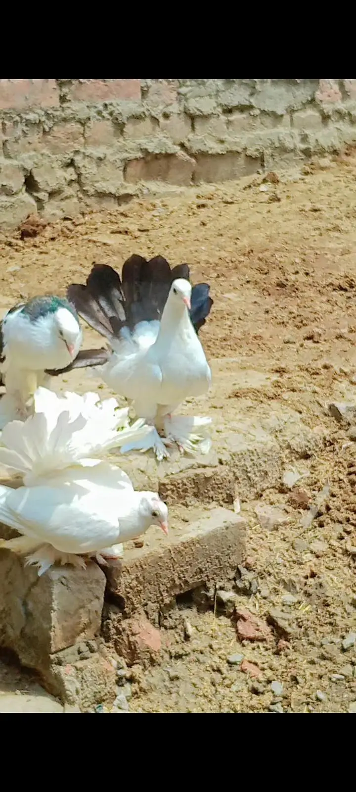 American Lakky English fantail porter gubare waly sherazi fancy lakky — photo 9