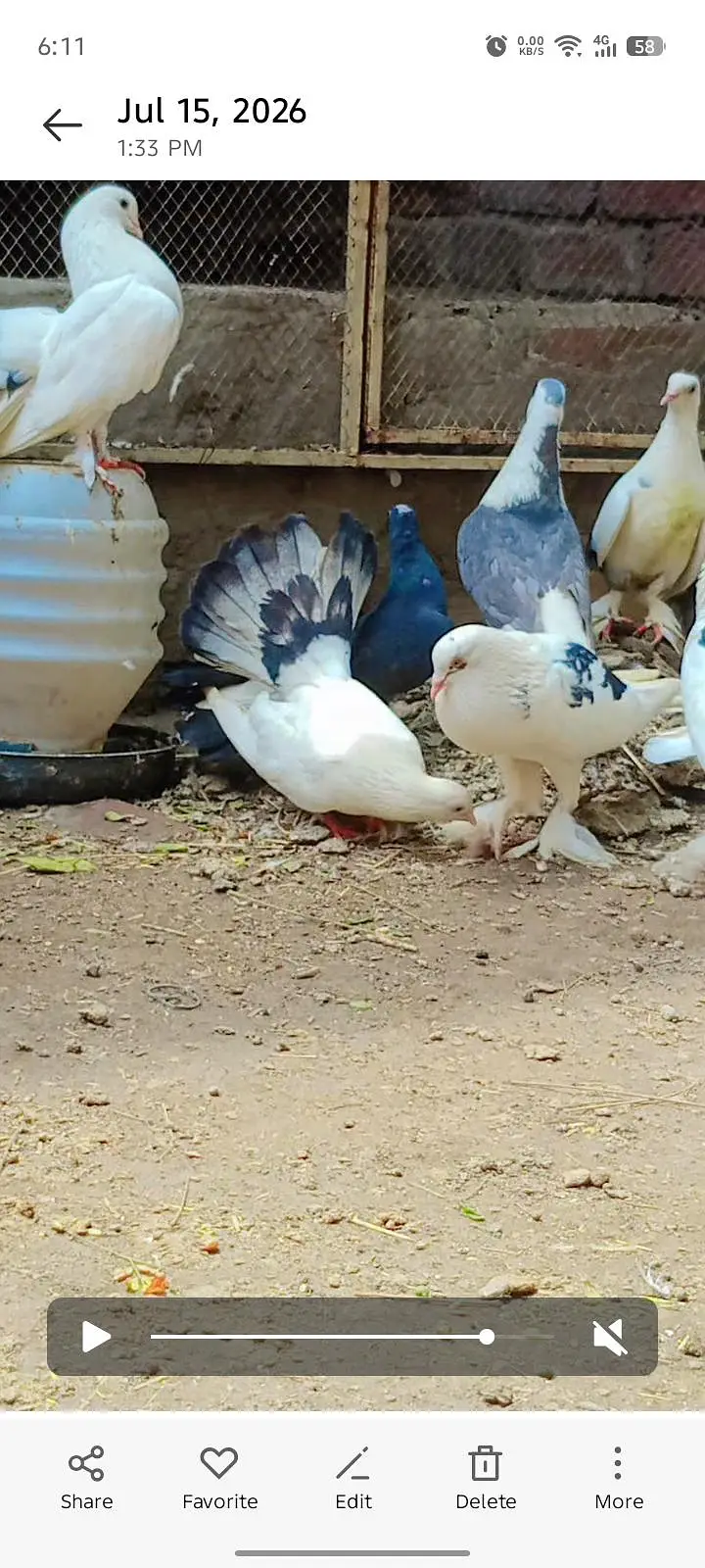 American Lakky English fantail porter gubare waly sherazi fancy lakky — photo 10