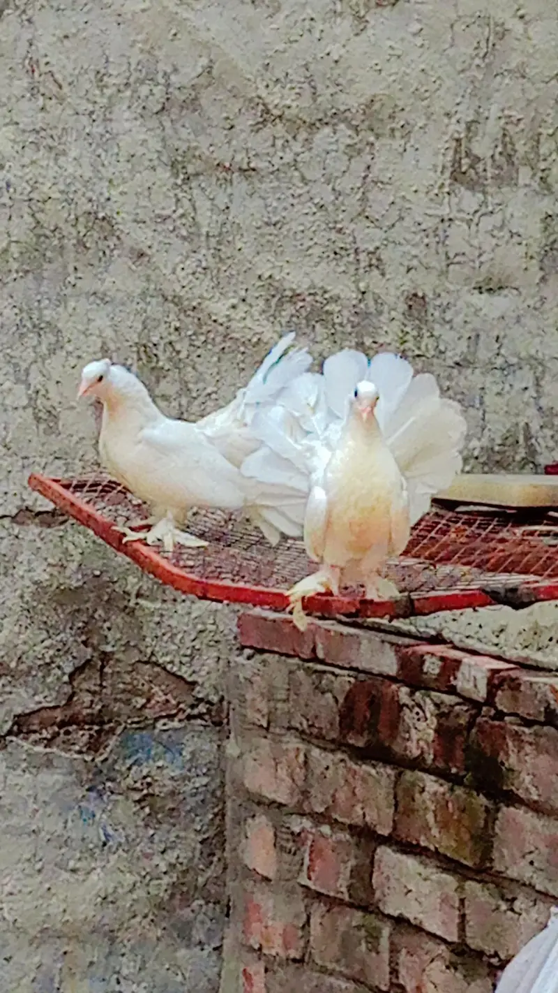 American Lakky English fantail porter gubare waly sherazi fancy lakky — photo 11