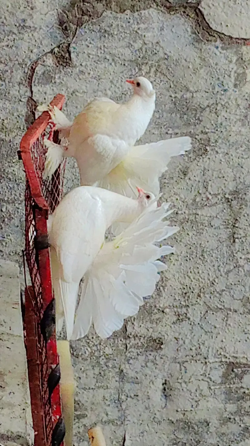 American Lakky English fantail porter gubare waly sherazi fancy lakky — photo 12