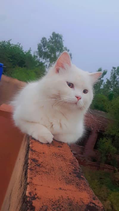  Pure White Persian-Type Male Cat | Vaccinated | 11 Months