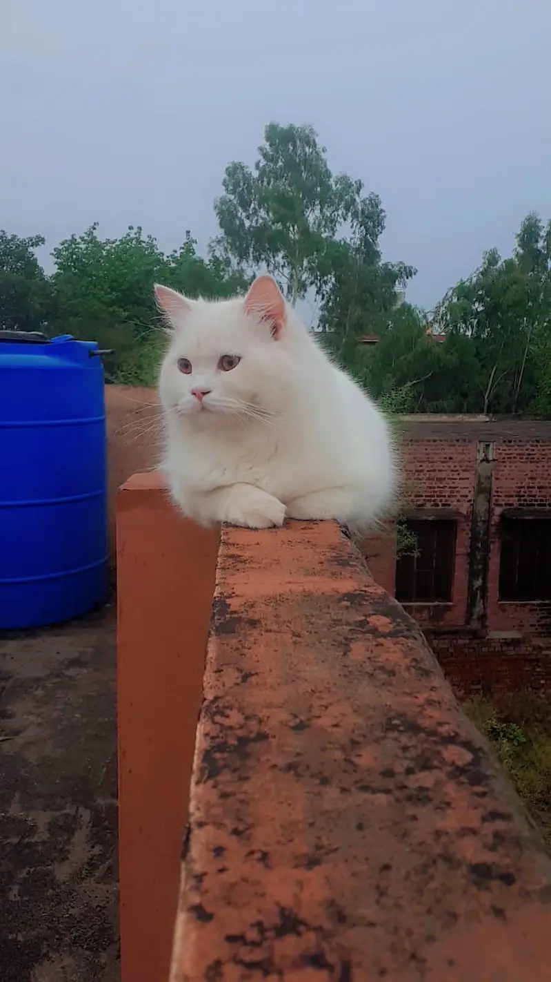 Pure White Persian-Type Male Cat | Vaccinated | 11 Months — photo 2