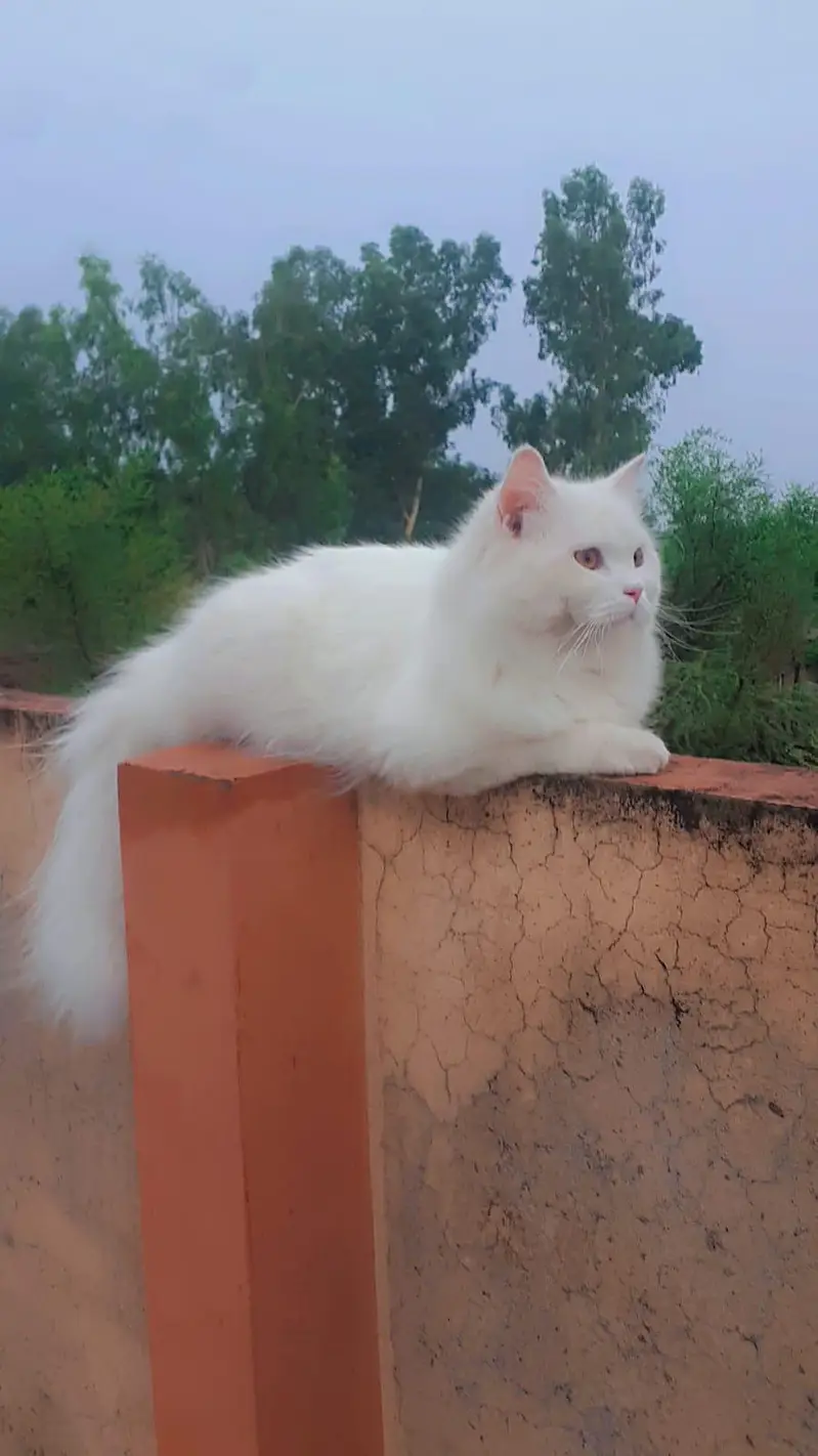 Pure White Persian-Type Male Cat | Vaccinated | 11 Months — photo 3