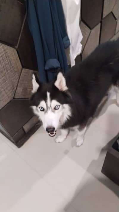 Family dog for sale. . Beautiful boy , no problems whatsoever. .