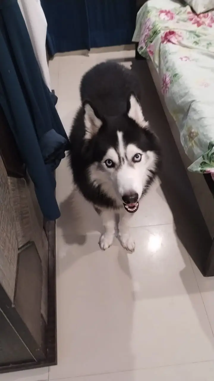Family dog for sale. . Beautiful boy , no problems whatsoever. . — photo 3