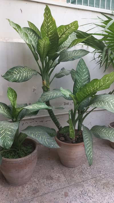 Dieffenbachia plant