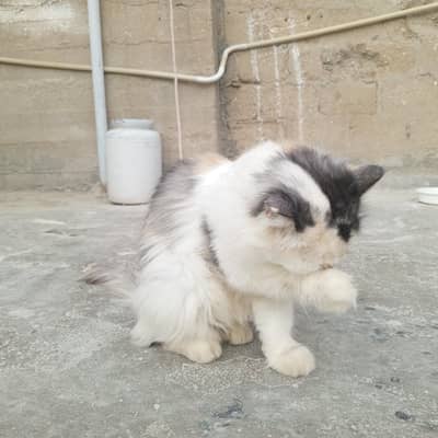 Persian cat