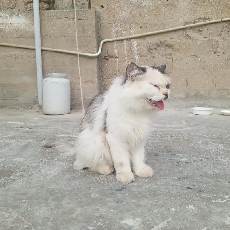 Persian cat — photo 2