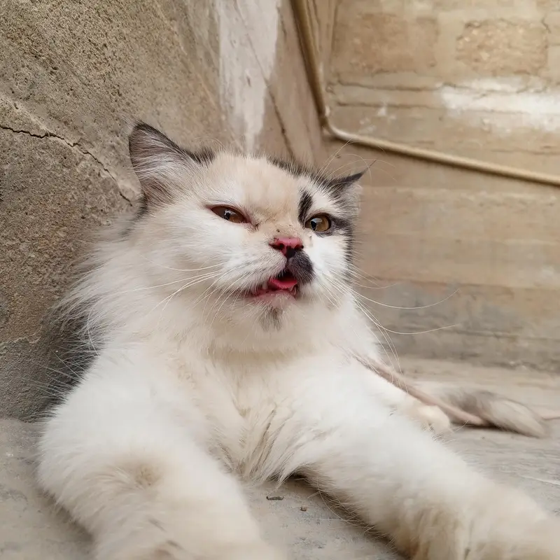 Persian cat — photo 3