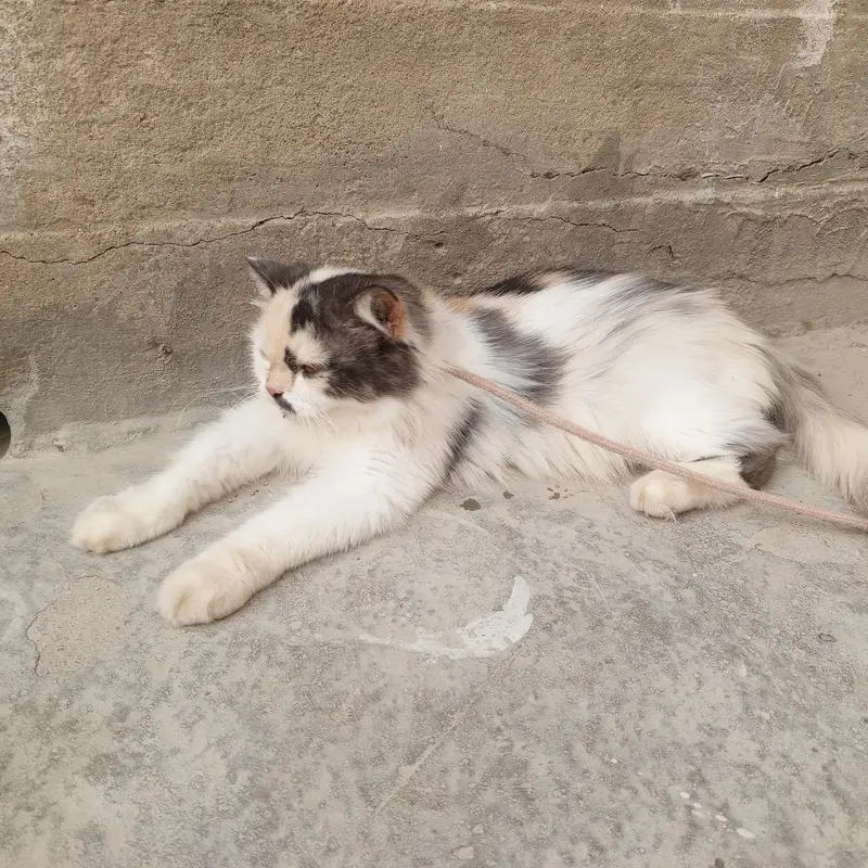 Persian cat — photo 4