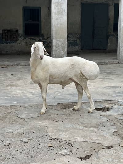 Balkhi ,turkey dumba for sale