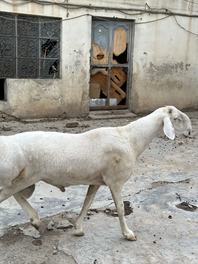 Balkhi ,turkey dumba for sale — photo 2