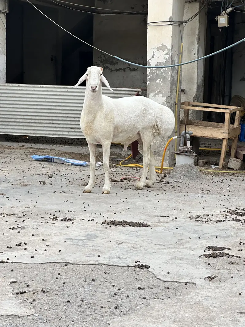 Balkhi ,turkey dumba for sale — photo 3