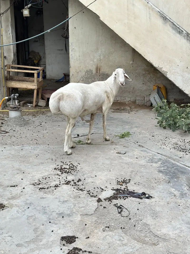 Balkhi ,turkey dumba for sale — photo 4