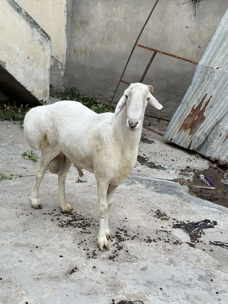 Balkhi ,turkey dumba for sale — photo 5