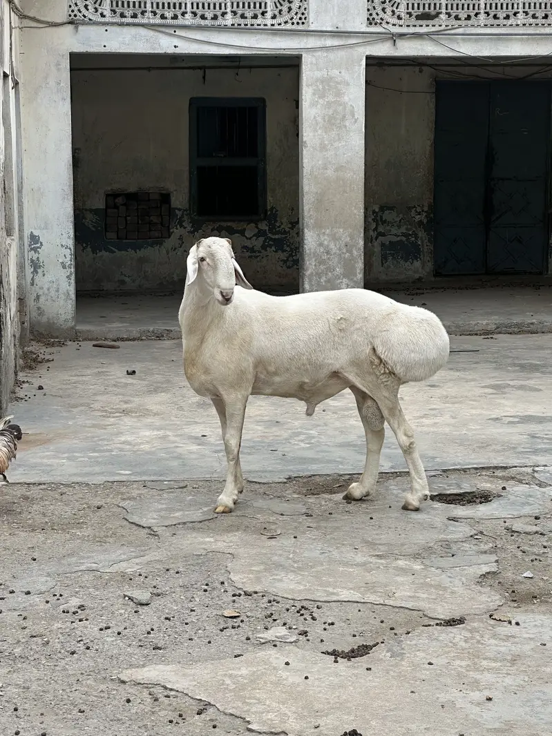 Balkhi ,turkey dumba for sale — photo 6