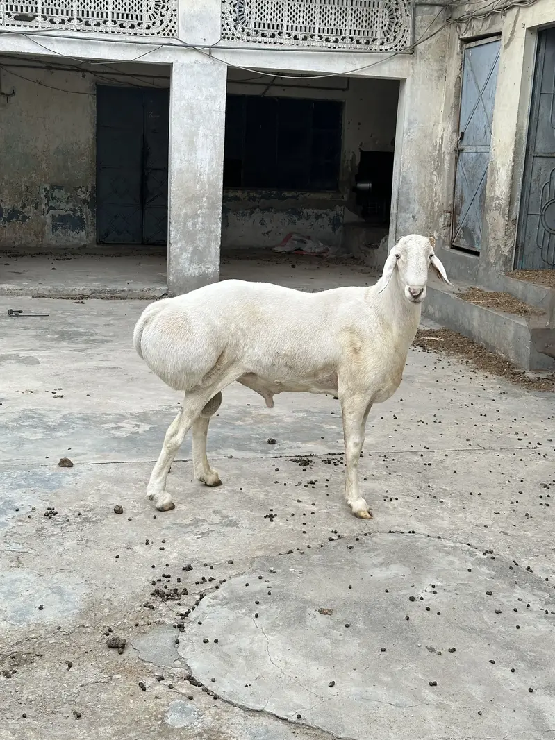 Balkhi ,turkey dumba for sale — photo 7