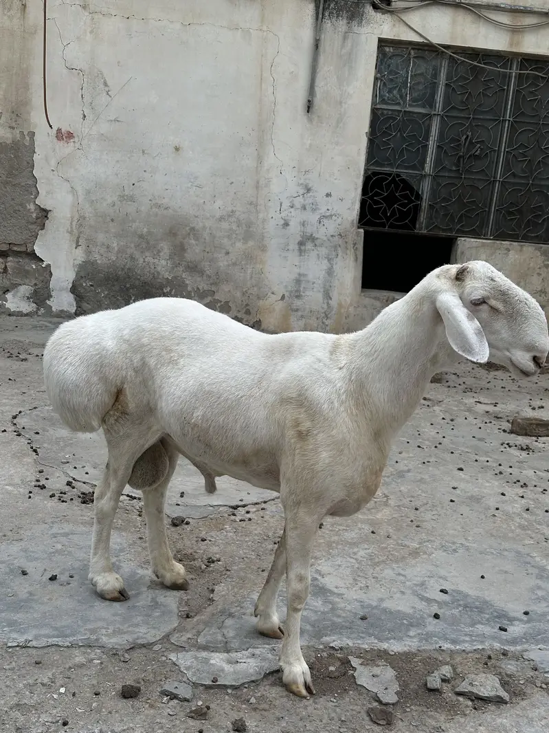 Balkhi ,turkey dumba for sale — photo 8